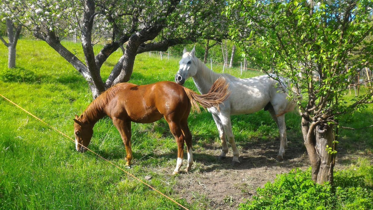Il Cardo Trentino Lejlighed Bedollo Eksteriør billede